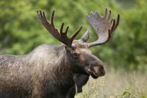 All About Moose Antlers
