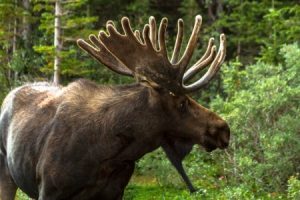 How to Successfully Hunt Moose