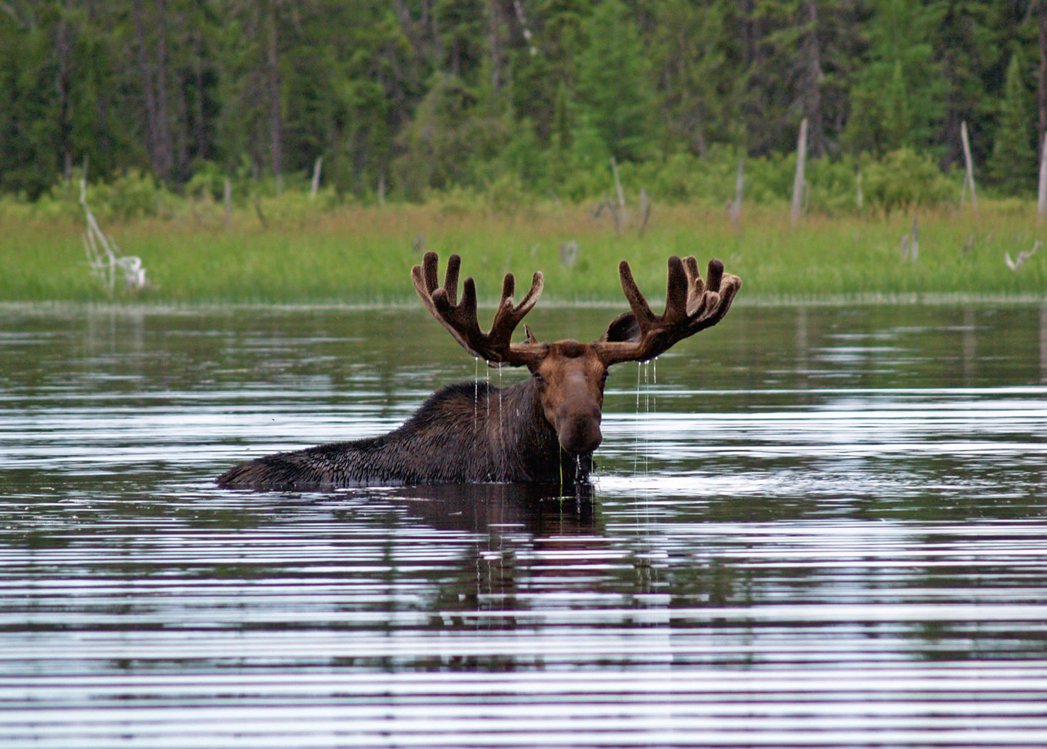 Moose Hunting Trip