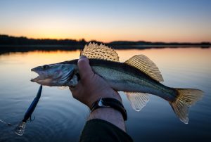 walleye fishing at sunset
