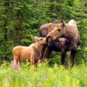 How to Tell the Difference Between Bull, Cow and Calf Moose