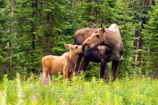 Moose cow with calf in forest