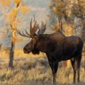 How To Prepare for Your First Moose Hunt
