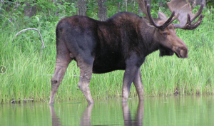 There are many things to remember, practice and understand before hunting a moose. 