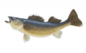 Walleye are the most common freshwater game fish. 