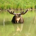 Tips for First-Time Moose Hunters