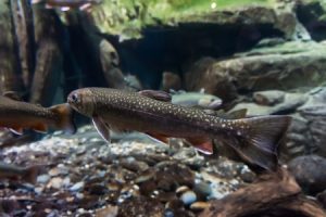 underwater image of brook trout