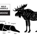 Why You Should Eat Moose Meat + Recipe
