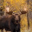What Do You Need to Do to Prepare for the 2020 Moose Hunting Season?