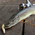 Tips for Catching Northern Pike