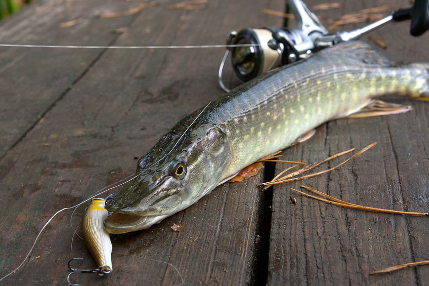 Tips for Catching Northern Pike - Mattice Lake Outfitters