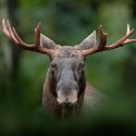 Why the Challenge of Moose Hunting is Worth It