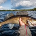 3 Facts Every Fisherman Should Know About Walleye