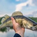 Tips For Successfully Catching Walleye